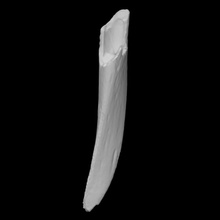 animal chifre Varredura osso arqueologia 3d print model - Mito3D