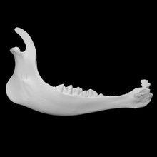 vitello mandibola scansione anatomia osso mucca Virginia 3d print model - Mito3D