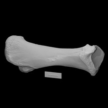 arborio mastodonte tibia analyse anatomie animal OS archéologie 3d print model - Mito3D