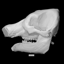 mastodonte crânio presas Varredura anatomia animal osso esqueleto pré histórico arqueologia vcl 3d print model - Mito3D