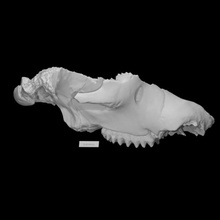 arborio mastodonte cráneo escanear animal hueso arqueología extinto 3d print model - Mito3D