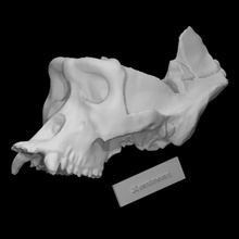 autopsied gorilla skull scan animal bone head teeth archeology 3d print model - Mito3D