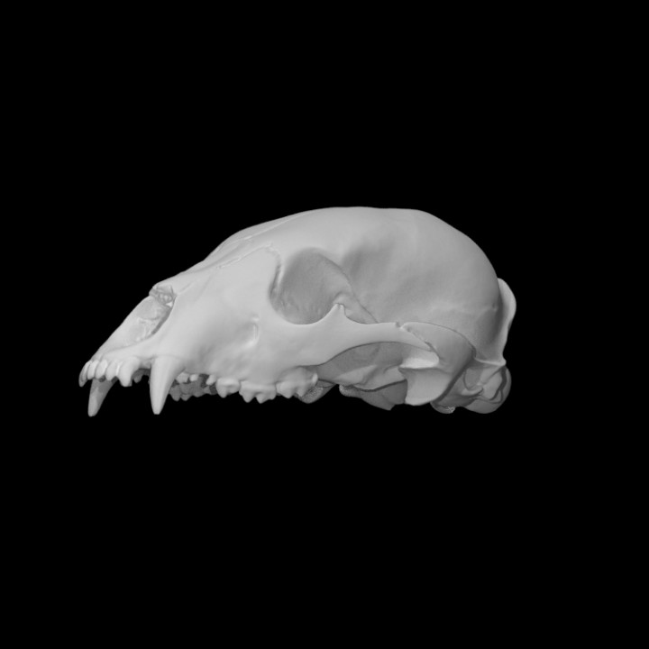 Bär Schädel Scan Tier Knochen Kopf Zähne Archäologie 3D print model - Mito3D