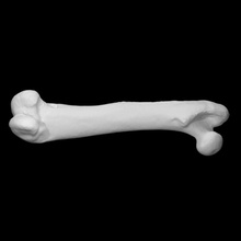 Guiné porco esquerda fêmur Varredura anatomia animal osso esqueleto 3d print model - Mito3D