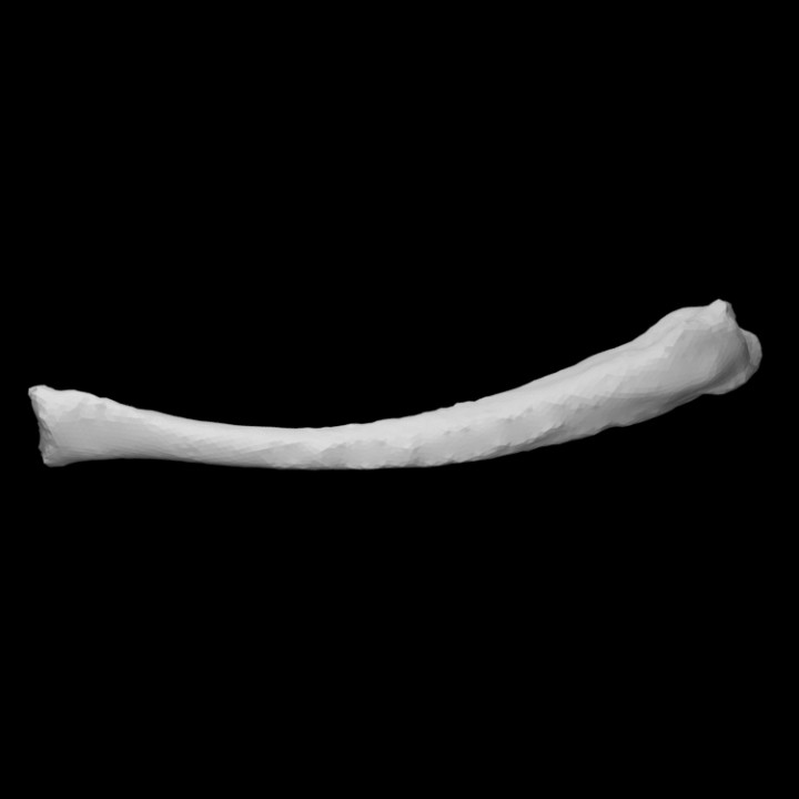 Guiné porco raio Varredura anatomia animal osso esqueleto 3D print model - Mito3D