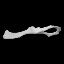 Guinea maiale bacino scansione anatomia animale osso scheletro vcl 3d print model - Mito3D