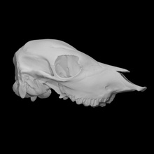 calf skull scan animal bone head teeth archeology 3d print model - Mito3D