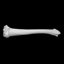 Guinea cerdo tibia escanear anatomía animal hueso esqueleto vcL 3d print model - Mito3D