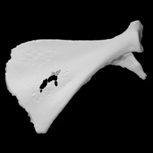Guinea Schwein Schulterblatt Scan Anatomie Tier Knochen Skelett VCL 3d print model - Mito3D