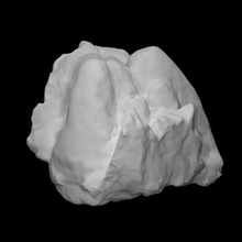 mastodonte obscurus molar Varredura animal osso história arqueologia extinto 3d print model - Mito3D