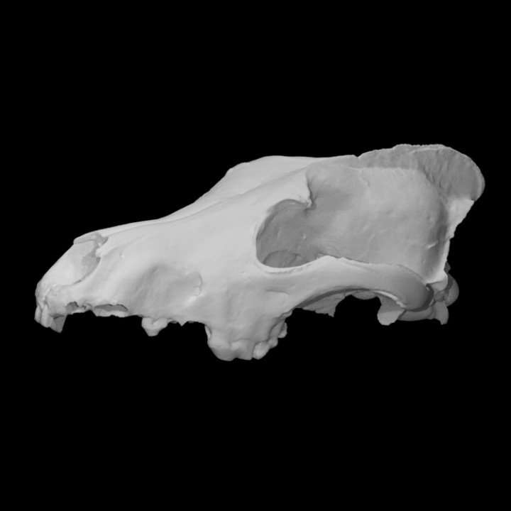 lobo cráneo escanear animal hueso cabeza dientes arqueología 3D print model - Mito3D
