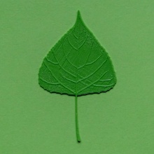 álamo árbol hoja verde naturaleza realista licuadora real cura vena venas renkforce 3d print model - Mito3D