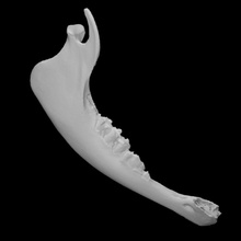 calf mandible scan anatomy animal bone jaw 3d print model - Mito3D