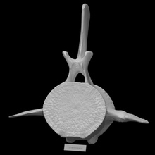 barbatana baleia vértebra Varredura anatomia animal corpo osso 3d print model - Mito3D