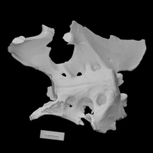 gigante suelo perezoso pelvis escanear anatomía animal cuerpo hueso 3d print model - Mito3D