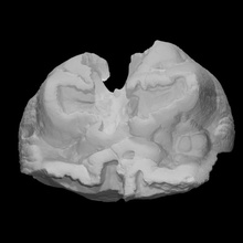 gomphonere molar escanear anatomía animal cuerpo hueso arqueología extinto gomphothere 3d print model - Mito3D