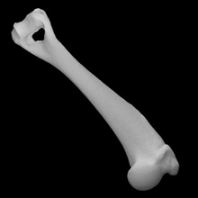 guinea pig left humerus scan anatomy animal bone pet 3d print model - Mito3D