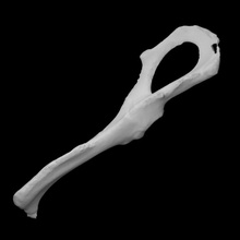 Guinea maiale 2 sinistra bacino scansione anatomia animale osso domestico 3d print model - Mito3D