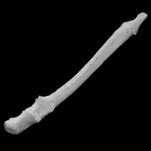 Guinea Schwein 2 links Elle Scan Anatomie Tier Knochen Haustier 3d print model - Mito3D
