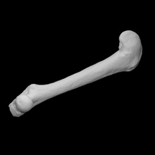 Guinea maiale femore scansione anatomia animale osso domestico 3d print model - Mito3D
