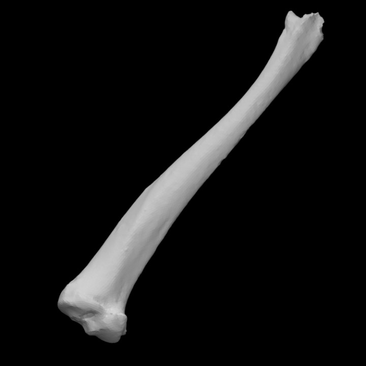 Guinea maiale sinistra tibia scansione anatomia animale osso domestico 3D print model - Mito3D