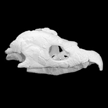 archelon skull scan anatomy bone head archaeology 3d print model - Mito3D