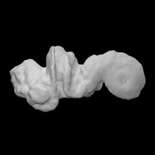 pistola polla escanear historia brazo Disparo polvo arqueología 3d print model - Mito3D