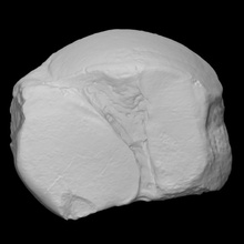 mastodonte astragalo scansione anatomia animale osso estinto talus mammut 3d print model - Mito3D