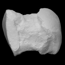 mastodonte metatarso iii Varredura anatomia animal osso extinto mamute 3d print model - Mito3D