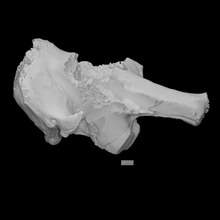randolph mamut cráneo escanear animal hueso arqueología extinto 3d print model - Mito3D