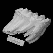 perkinsville mastodonte molaire vcu 3d 3652 analyse animal OS mammouth archéologie disparu 3d print model - Mito3D