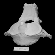 Pirello mastodonte asse scansione animale osso mammut archeologia estinto 3d print model - Mito3D