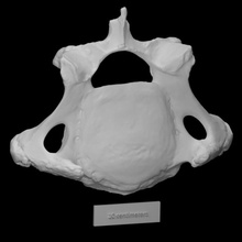 Pirello mastodonte cervicale vertice scansione 3d print model - Mito3D