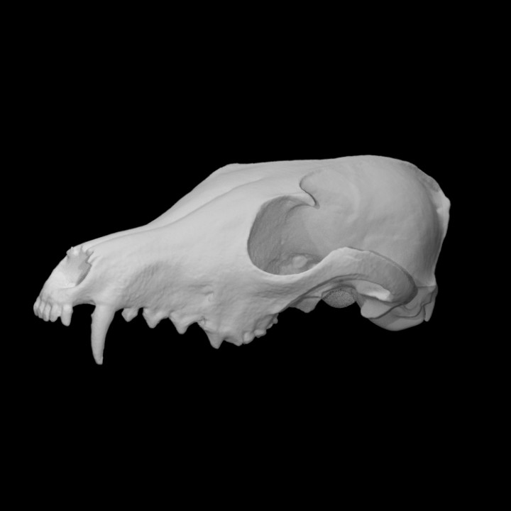 red fox skull scan anatomy animal bone head 3D print model - Mito3D