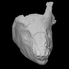 asado cerdo cabeza escanear 3d print model - Mito3D