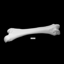 kitchiwan mammut femore scansione anatomia osso storia mammifero archeologia estinto 3d print model - Mito3D