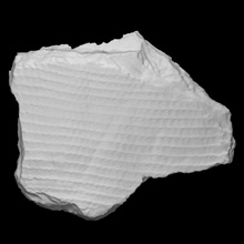 lepidodendro fóssil Varredura animal história arqueologia extinto 3d print model - Mito3D