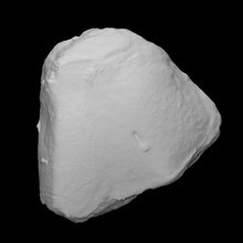 mastodonte cuboide scansione anatomia animale osso storia archeologia estinto mammut 3d print model - Mito3D