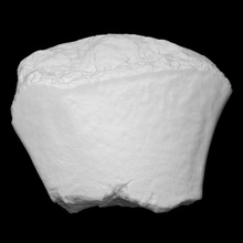 mastodonte interno cuneiforme escanear anatomía animal hueso historia arqueología extinto mamut 3d print model - Mito3D