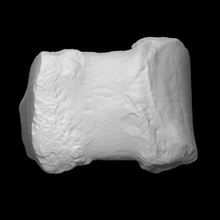 mastodon metatarsal iv scan anatomy animal bone history archeology extinct mammut 3d print model - Mito3D