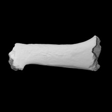 Schwein Humerus Scan Anatomie Knochen Haustier Säugetier 3d print model - Mito3D