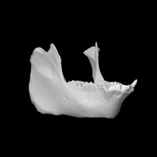 Schwein Unterkiefer Scan Anatomie Tier Knochen Haustier Kiefer 3d print model - Mito3D