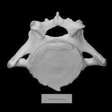 pirello mastodon cervical vert scan anatomy bone history mammoth mamal archeology extinct 3d print model - Mito3D