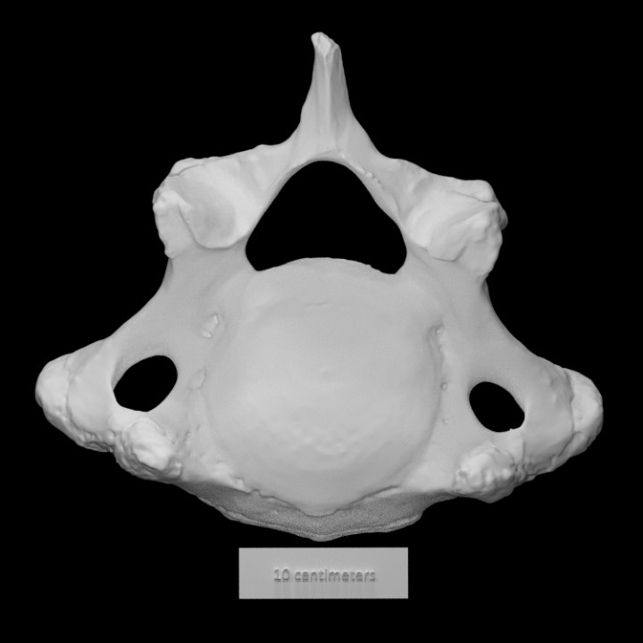 Pirello mastodonte cervicale vertice scansione animale osso mammut estinto 3D print model - Mito3D