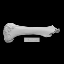 cavalo fêmur Varredura anatomia animal osso 3d print model - Mito3D