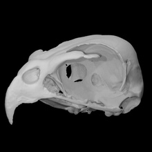 sharp shinned hawk skull scan anatomy animal bird bone 3d print model - Mito3D