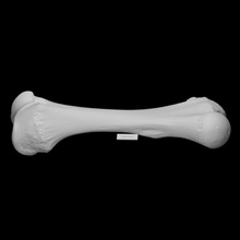 têmpora mastodonte fêmur Varredura animal osso história mamute arqueologia extinto 3d print model - Mito3D