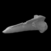 turkey bone awl scan anatomy animal bird farm jaw 3d print model - Mito3D