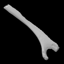 Peru costela Varredura anatomia animal pássaro osso Fazenda doméstico 3d print model - Mito3D