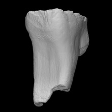 bebê mamute dente Varredura anatomia animal osso história mastodonte arqueologia extinto 3d print model - Mito3D